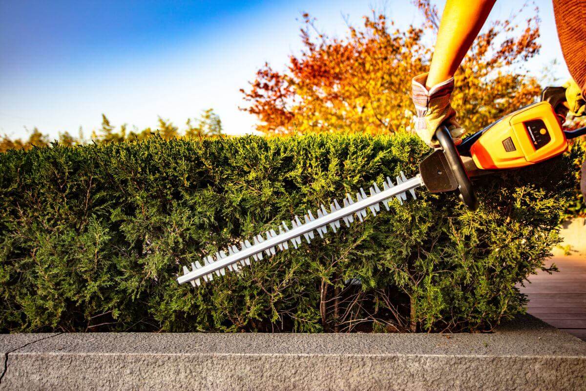 heckenschneiden